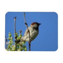 Male House Sparrow in Summer Magnet