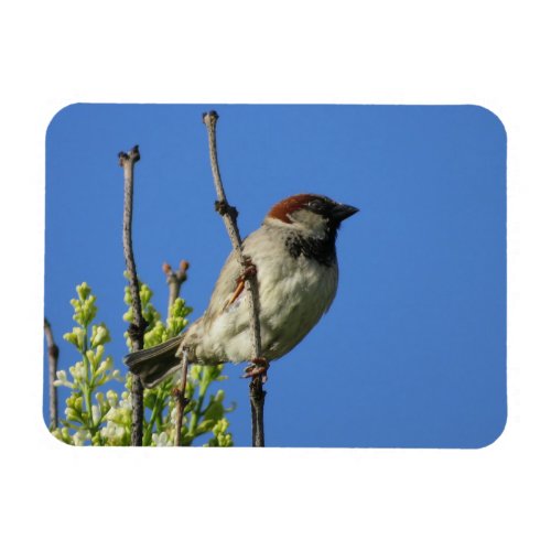 Male House Sparrow in Summer Magnet