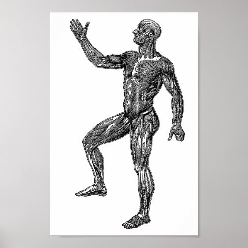 Male Human Anatomy Muscles Medical Science art Poster