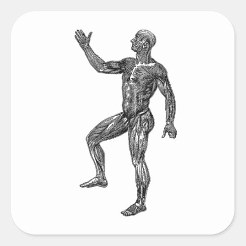 Male Human Anatomy Muscles Medical Science art Square Sticker