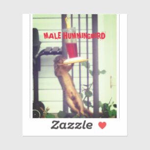 MALE HUMMINGBIRD STICKER