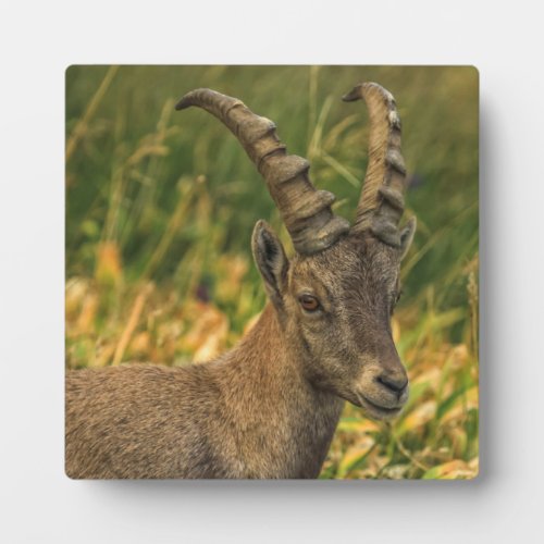 Male Ibex steinbuk portrait Plaque