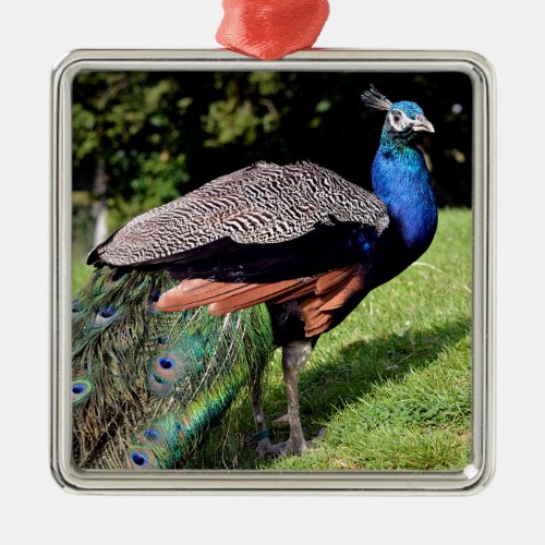 Male Indian Peafowl Metal Ornament