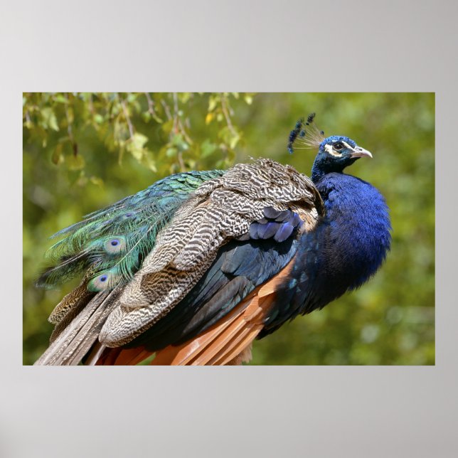 Male Indian Peafowl Poster (Front)