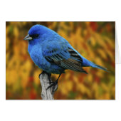 Male Indigo Bunting, Passerina cyanea (Front Horizontal)