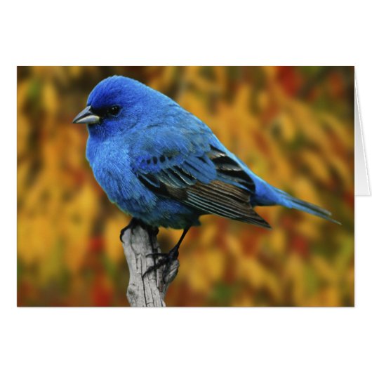 Male Indigo Bunting, Passerina cyanea (Front Horizontal)