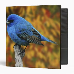 Male Indigo Bunting, Passerina cyanea 3 Ring Binder