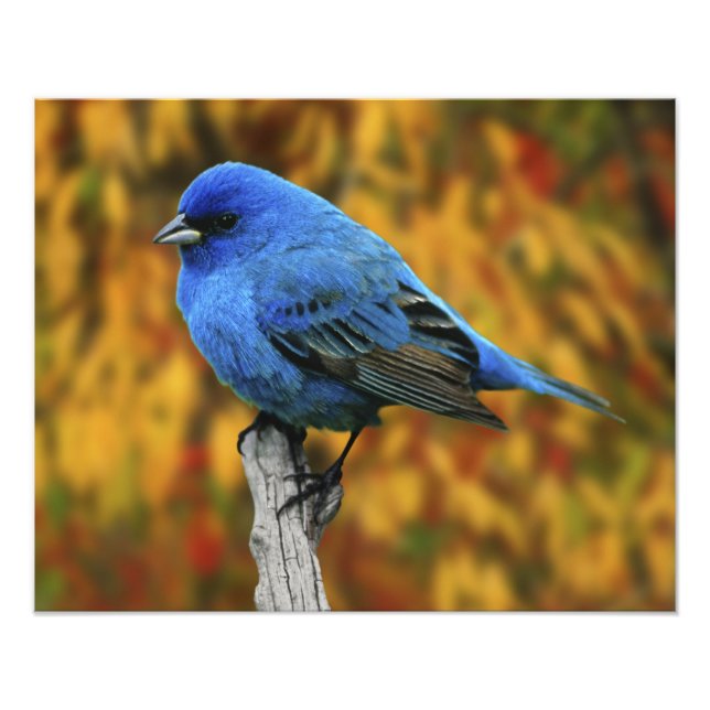 Male Indigo Bunting, Passerina cyanea Photo Print (Front)