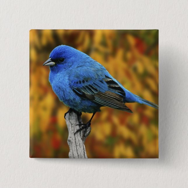 Male Indigo Bunting, Passerina cyanea Pinback Button (Front)