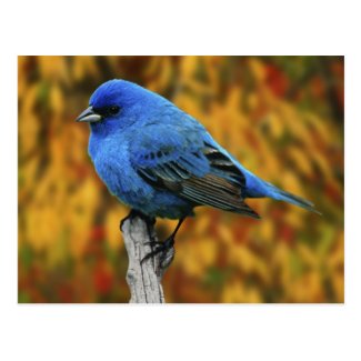 Male Indigo Bunting, Passerina cyanea Postcard