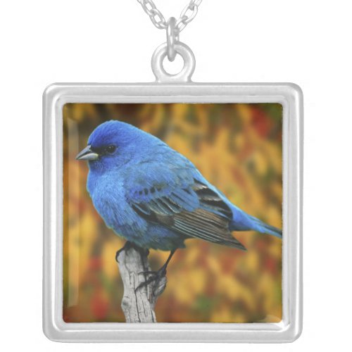 Male Indigo Bunting Passerina cyanea Silver Plated Necklace