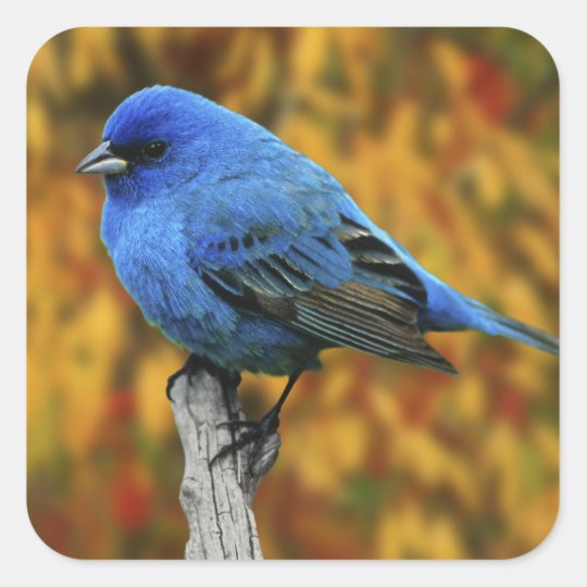 Male Indigo Bunting, Passerina cyanea Square Sticker | Zazzle.com