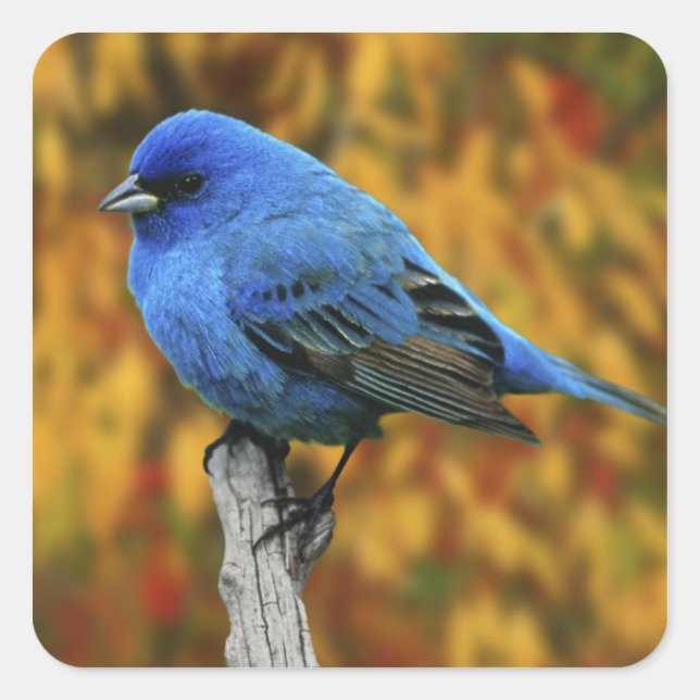 Male Indigo Bunting, Passerina cyanea Square Sticker (Front)