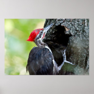 Male Juvenile Pileated Woodpecker On Tree Poster