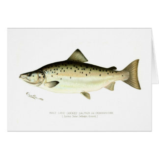 Male Land-locked Salmon or Quaniche