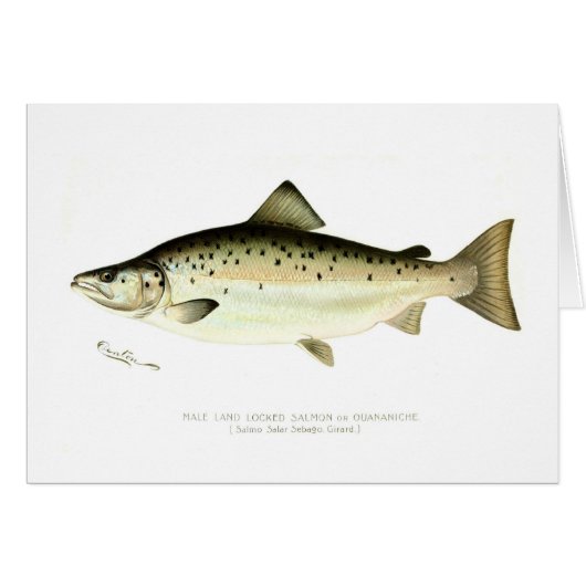 Male Land-locked Salmon or Quaniche (Front Horizontal)