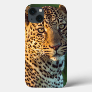 Male Leopard (Panthera Pardus) Full-Grown Cub iPhone 13 Case