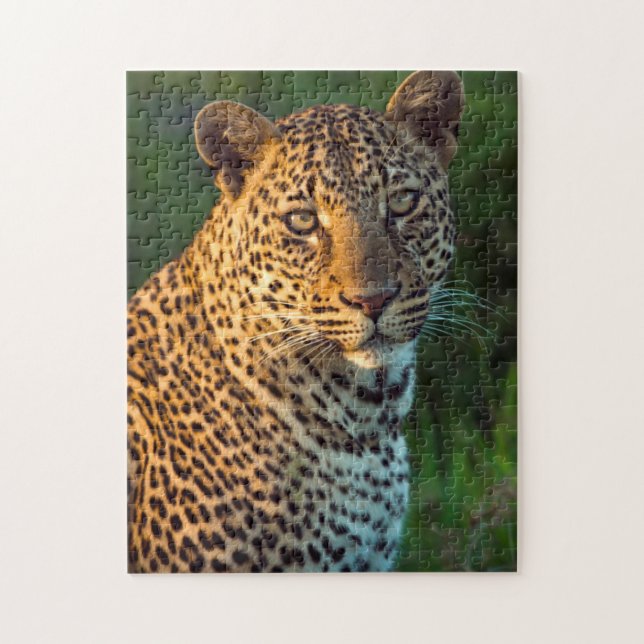 Male Leopard (Panthera Pardus) Full-Grown Cub Jigsaw Puzzle (Vertical)