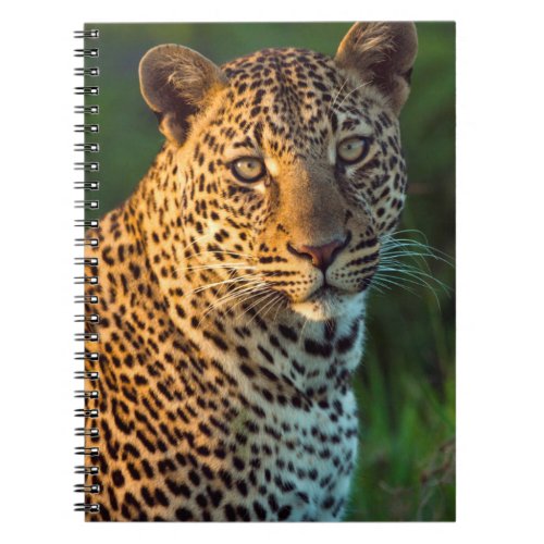 Male Leopard Panthera Pardus Full_Grown Cub Notebook