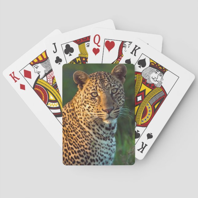 Male Leopard (Panthera Pardus) Full-Grown Cub Poker Cards (Back)