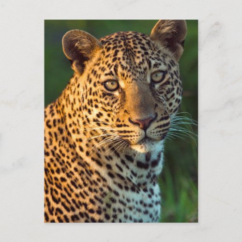Male Leopard Panthera Pardus Full_Grown Cub Postcard