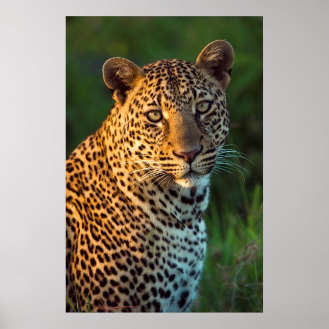 Male Leopard (Panthera Pardus) Full-Grown Cub Poster (Front)