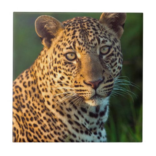 Male Leopard Panthera Pardus Full_Grown Cub Tile