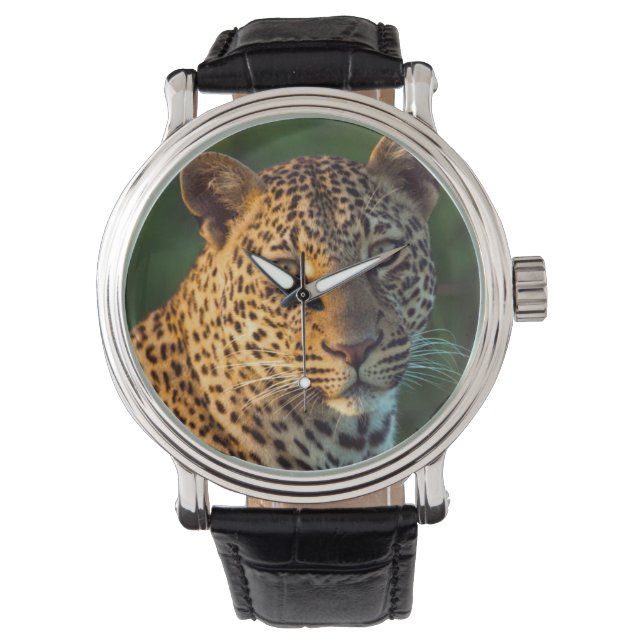 Male Leopard (Panthera Pardus) Full-Grown Cub Watch (Front)
