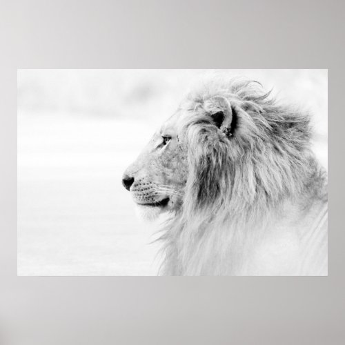 MALE LION _ BLACK AND WHITE POSTER