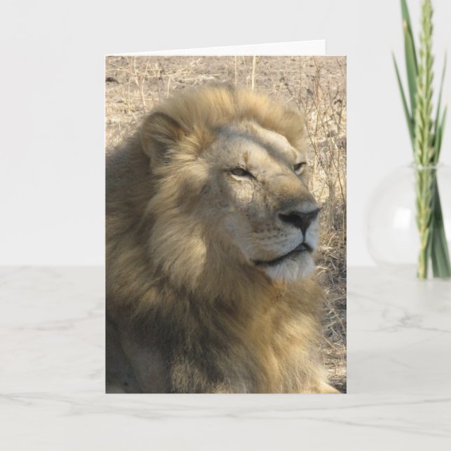 Male Lion Card (Front)