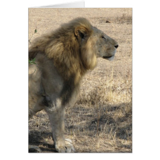 Male Lion Cards