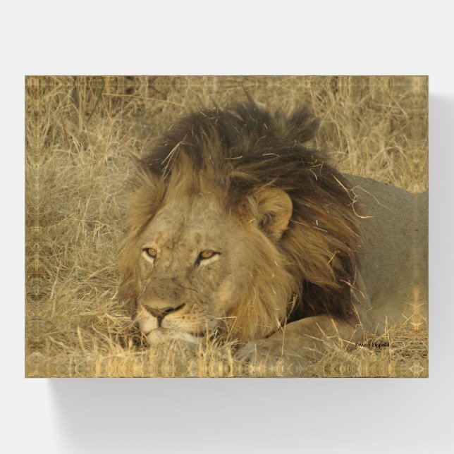 Male Lion Glass  Paperweight (Front)