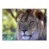 Male Lion Headshot (Front Horizontal)