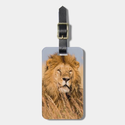 Male Lion Hidden in Grass Luggage Tag