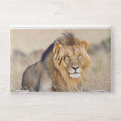 Male lion in Africa wildlife HP Laptop Skin
