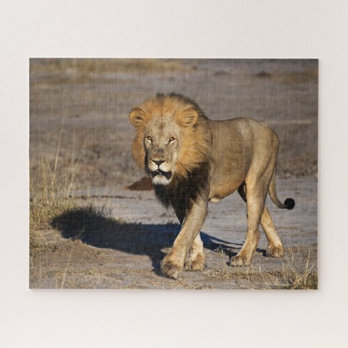 Male Lion in Okavango Delta of Botswana Jigsaw Puzzle