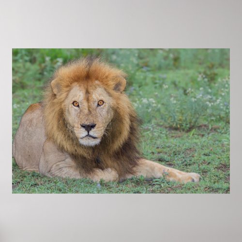 Male Lion Lying Down Poster