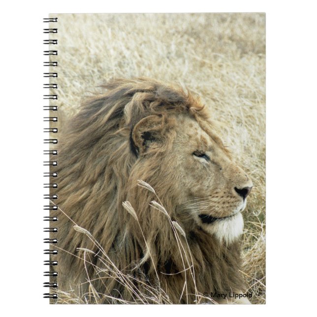 Male Lion Notebook (Front)