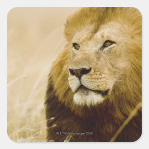 Male lion (Panthera leo) portrait, Masai Mara, Square Sticker