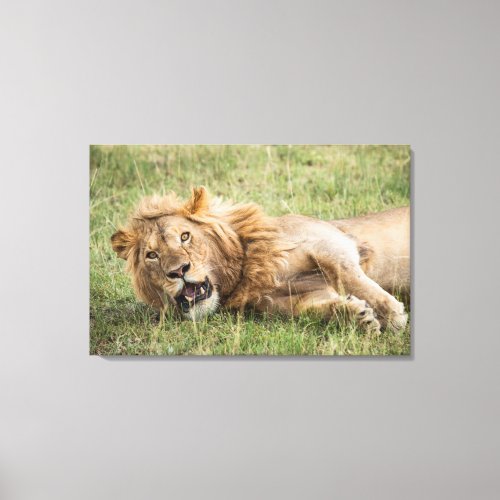 Male Lion Resting Canvas Print