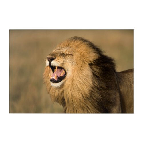 Male Lion Roaring Acrylic Print