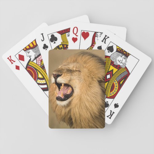 Male Lion Roaring Playing Cards