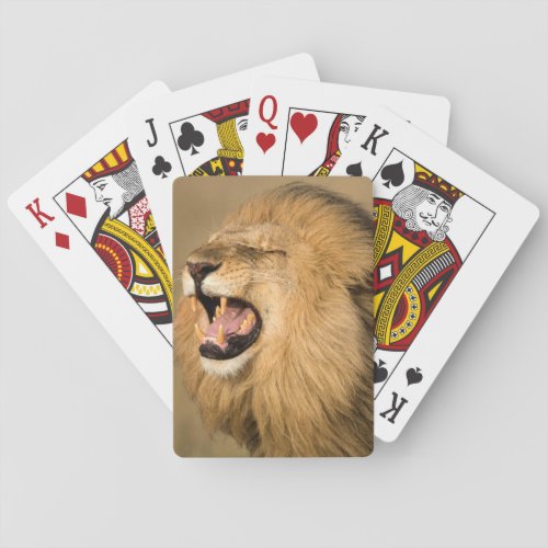 Male Lion Roaring Poker Cards