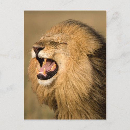 Male Lion Roaring Postcard