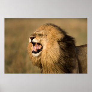 Male Lion Roaring Poster