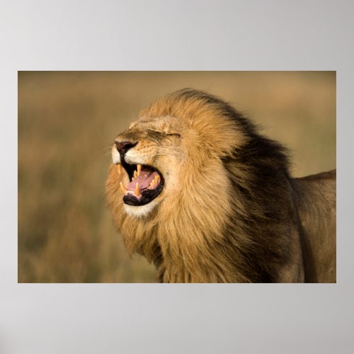 Male Lion Roaring Poster