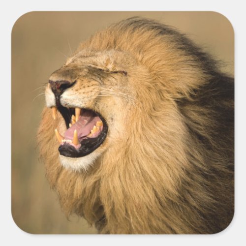 Male Lion Roaring Square Sticker