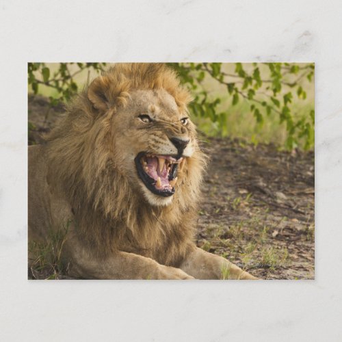 Male lion snarling Panthera leo Okavango Postcard