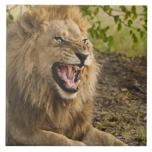 Male lion snarling Panthera leo Okavango Tile