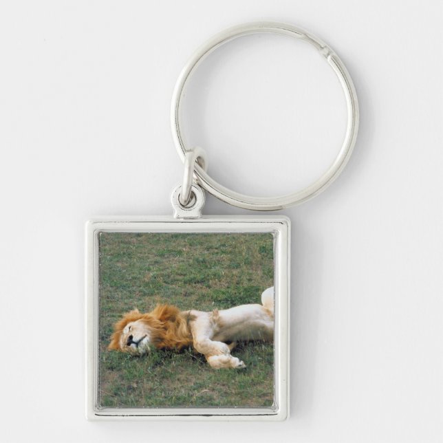 Male Lion Stretching Keychain (Front)